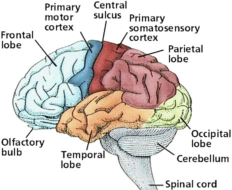 Diagram of Cerebral Hemispheres